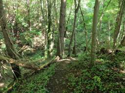 Cumberland Trail - Soddy Creek Gorge