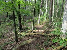 Cumberland Trail - Soddy Creek Gorge