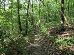 Cumberland Trail - Soddy Creek Gorge