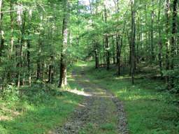 Lookout Mountain Trails