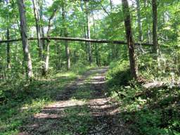 Lookout Mountain Trails