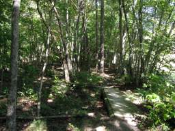 Raccoon Mountain Trail