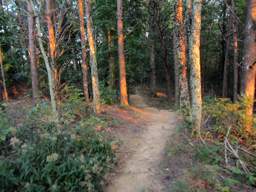 Raccoon Mountain Trail